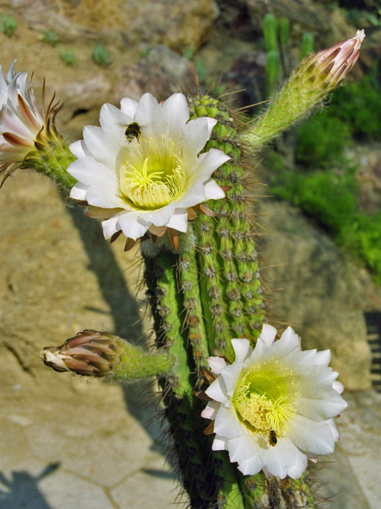 Bianchi fiori di cactus